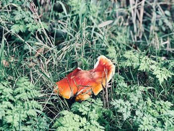 High angle view of orange flower on field