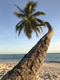 Palm tree by sea against sky in barbados 