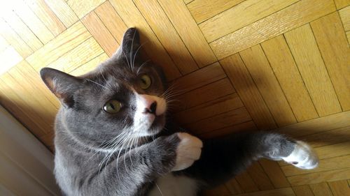 High angle view of cat on hardwood floor