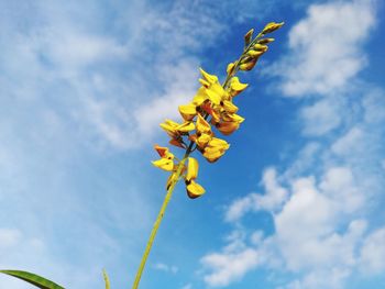 Low angle view of yellow flowering plant against sky