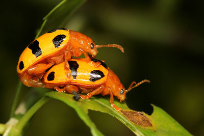 Close-up of ladybug on leaf