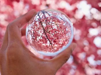 Close-up of hand holding lens ball of cherry blossoms