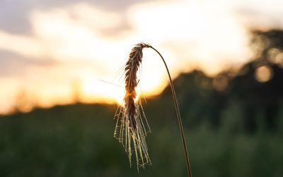 Close-up of wheat growing on field at sunset