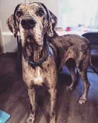 Portrait of dog standing at home