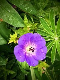 Close-up of purple flower