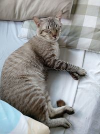 High angle view of cat resting on bed