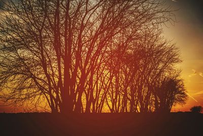 Silhouette of trees at sunset