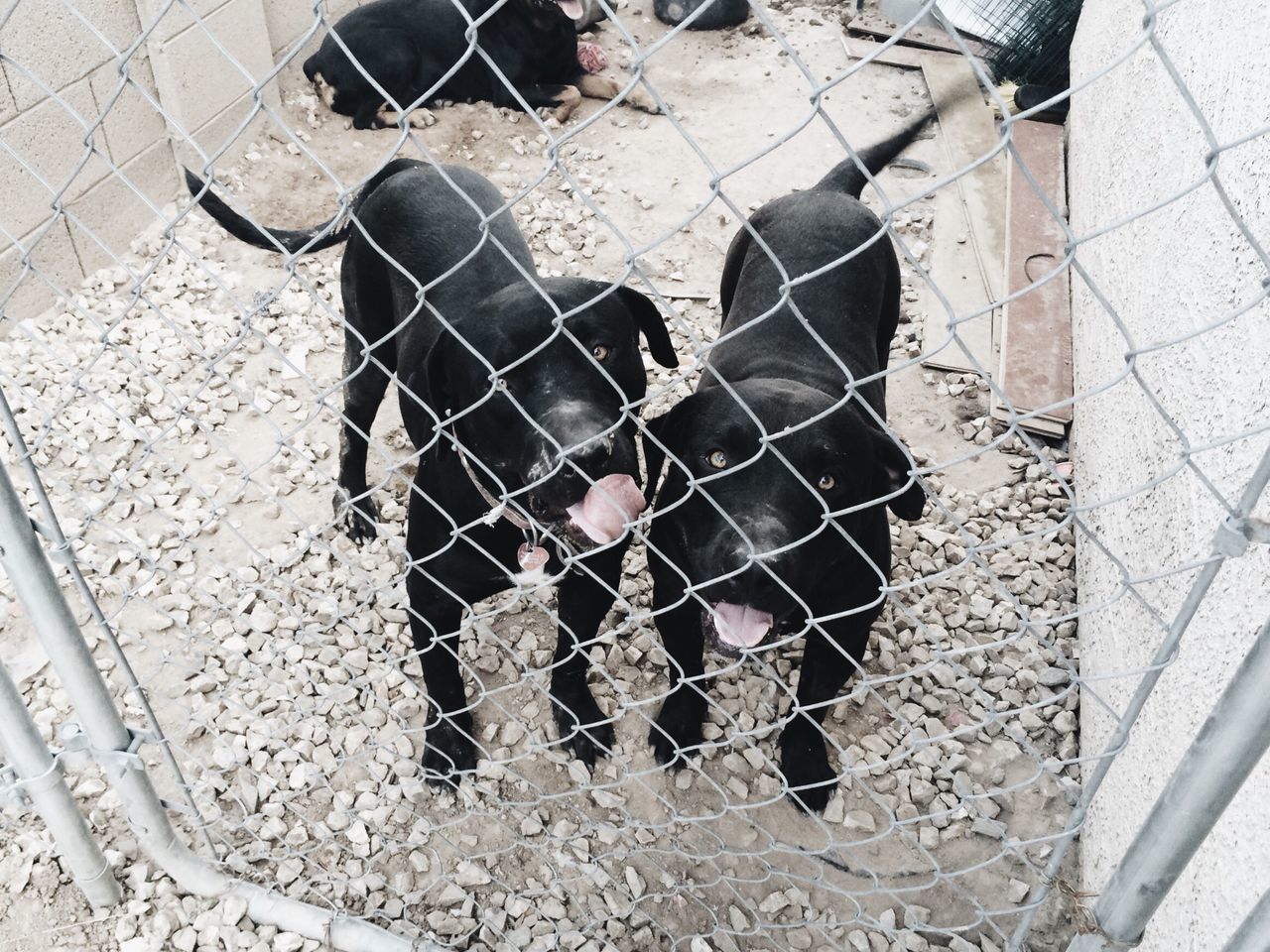 HIGH ANGLE VIEW OF DOG STANDING BY WALL