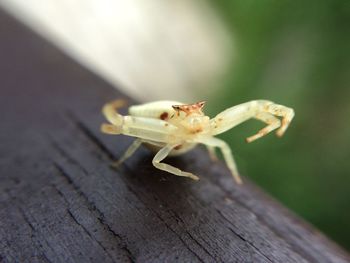 Close-up of insect on wood