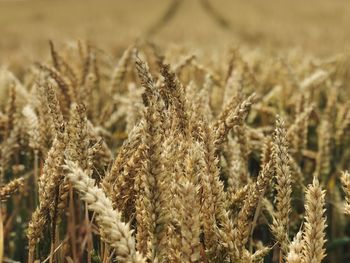 Close-up of wheat growing on field