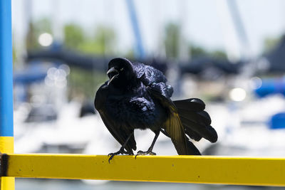 Close-up of bird perching on railing