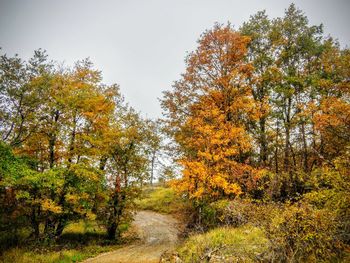 Trees growing in park