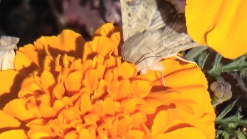 Close-up of yellow flower