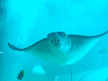 Close-up of fish underwater