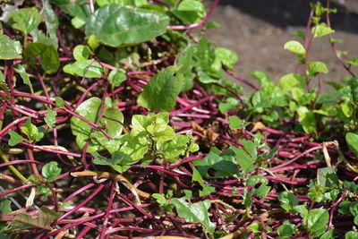 plant