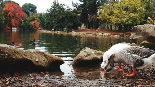 Ducks swimming in lake