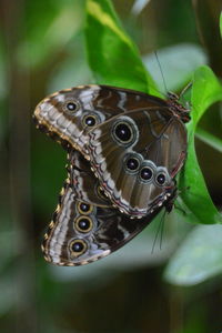 Close-up of butterfly on leaf