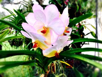 Close-up of pink flower