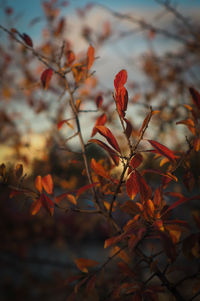 Close-up of leaves growing on plant during autumn