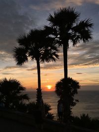 Silhouette of palm tree at sunset