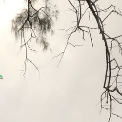 Low angle view of bare tree against clear sky