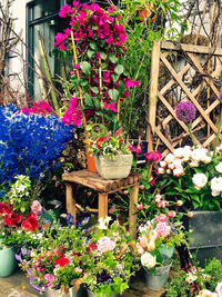 Close-up of potted plants in yard