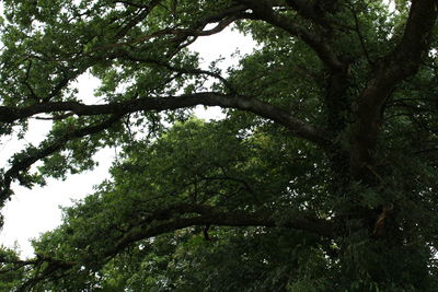 Low angle view of trees against sky