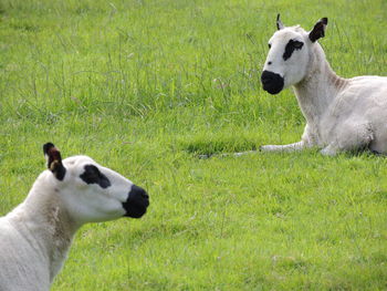 Sheep on field