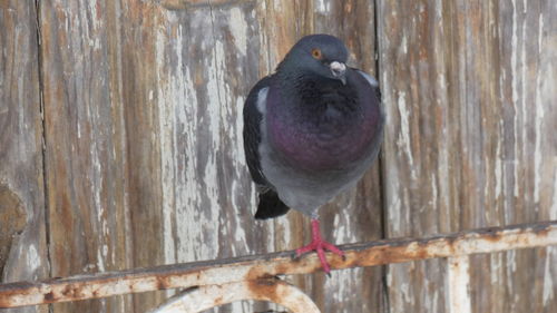 Close-up of pigeon perching on wood