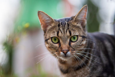 Tabby cat with green eyes looks at the camera