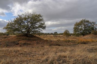 Trees on field against sky