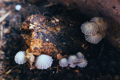 High angle view of mushrooms growing on field