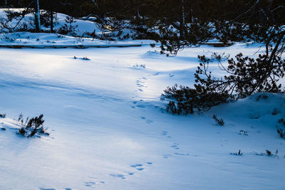 Scenic view of snow covered field