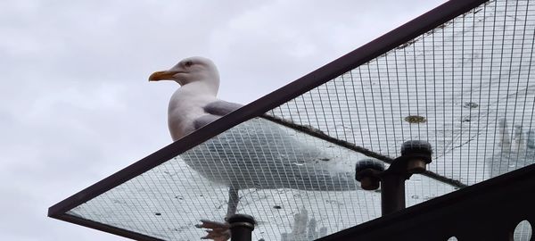 Low angle view of bird perching on metal against sky