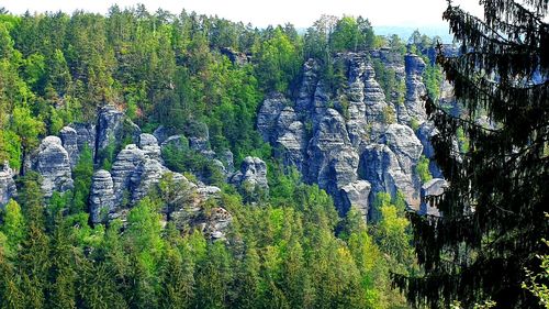 High angle view of trees in forest