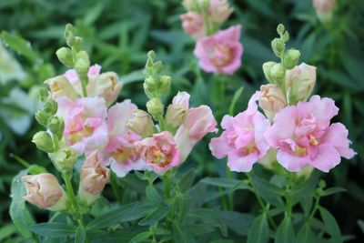 Close-up of pink flowers blooming outdoors