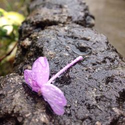 Close-up of pink flower blooming outdoors