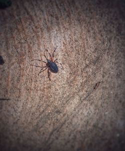 Close-up of spider