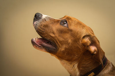 Close-up of dog against gray background