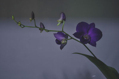 Close-up of purple flowers