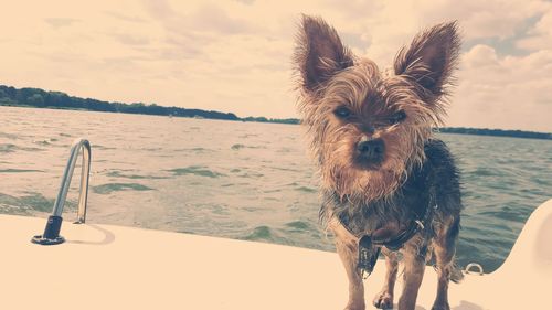 Portrait of dog on beach against sky