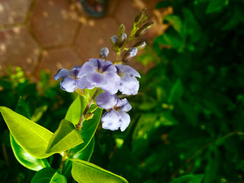 Close-up of purple flowers