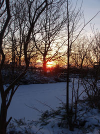 Bare trees on snow covered land during sunset