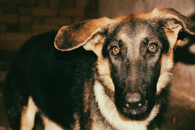 Close-up portrait of dog