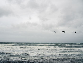 Birds flying over sea against sky