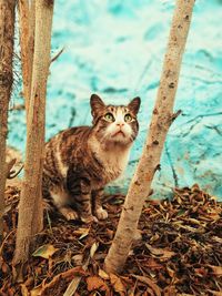 Portrait of cat sitting on tree trunk