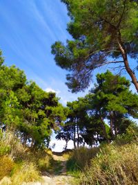 Low angle view of trees in forest against sky