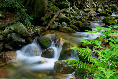 Stream flowing through rocks in forest