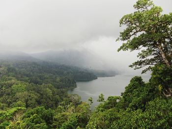 Scenic view of tree by mountains against sky