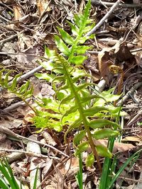 Close-up of plants growing on field